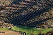 Andalucia  - olive groves at Montefrio