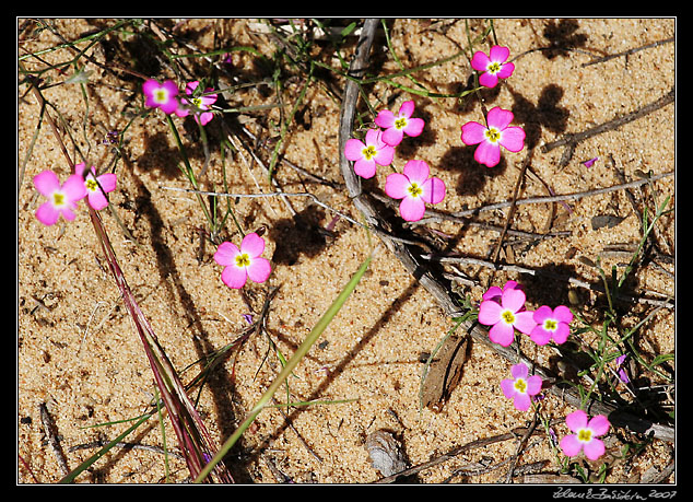 Parque Nacional Doñana