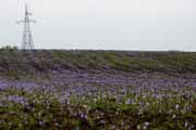 Armenia - meadow saffrons