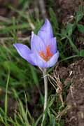 Armenia  - a meadow saffron
