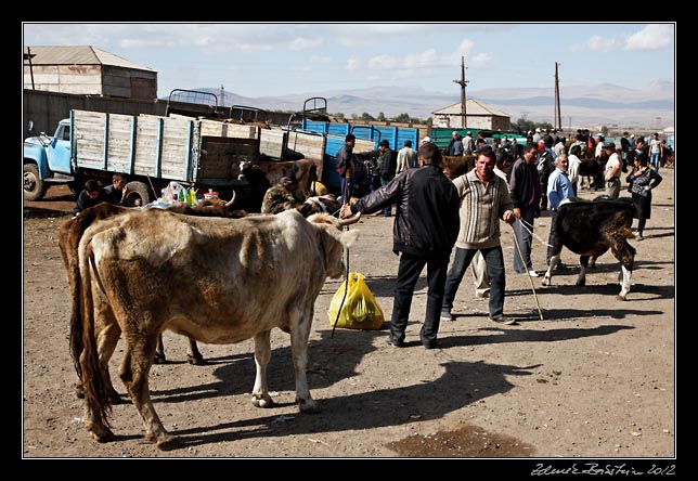 Armenia - Martuni - livestock market