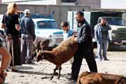 Armenia - Martuni - livestock market