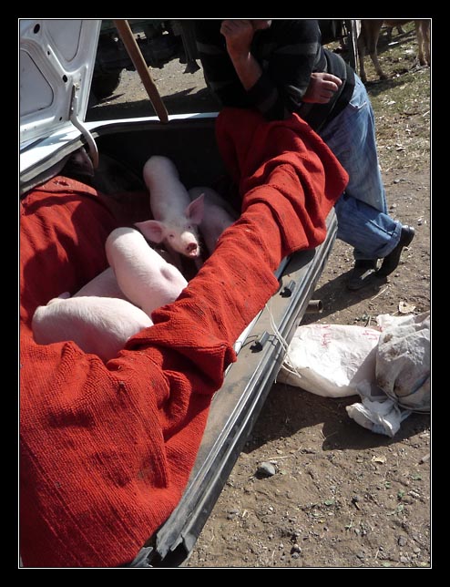 Armenia - Martuni - livestock market