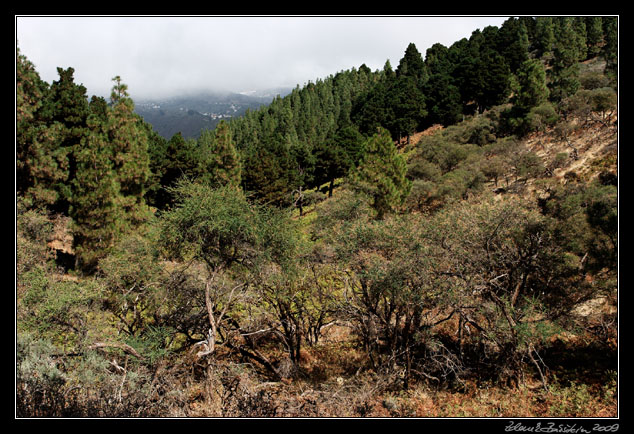 Gran Canaria - on the eastern ridge