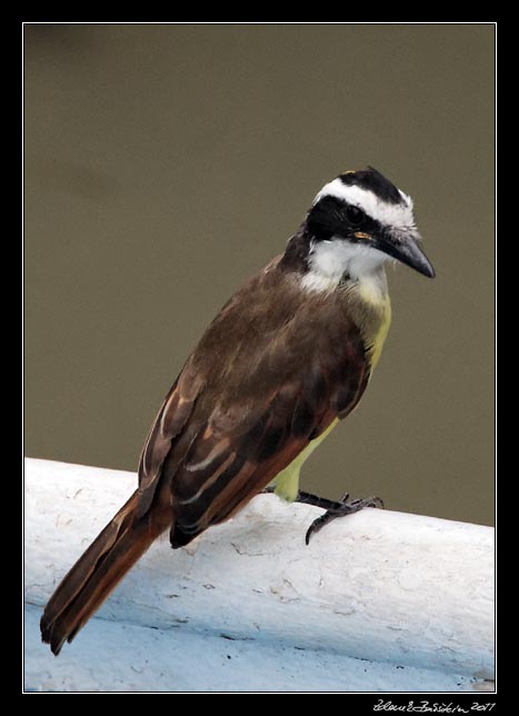 Costa Rica - Tortuguero canal - white - ringed flycatcher