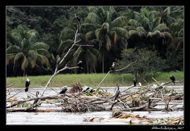 Costa Rica - Tortuguero canal - cormorants
