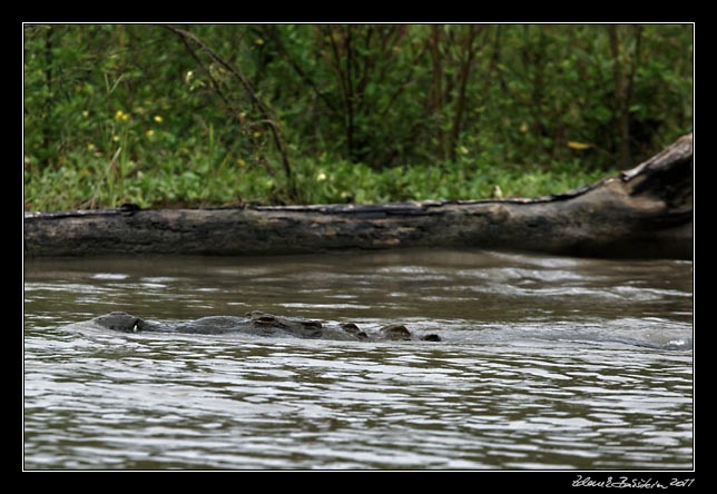 Costa Rica - Tortuguero canal - american crocodile