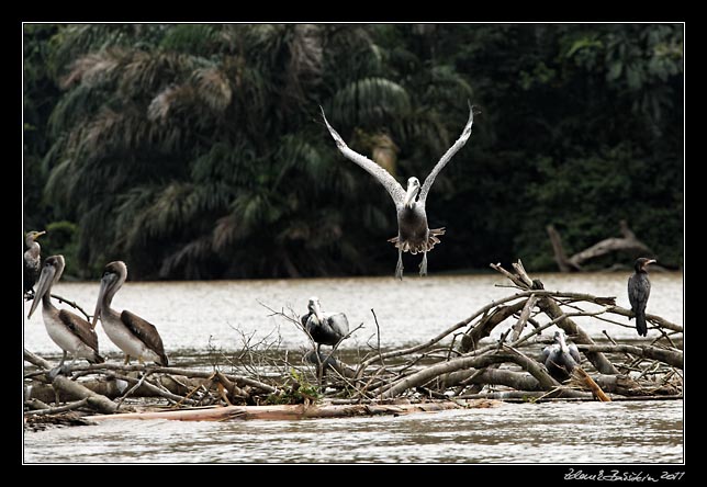 Costa Rica - Tortuguero canal - brown pelicans