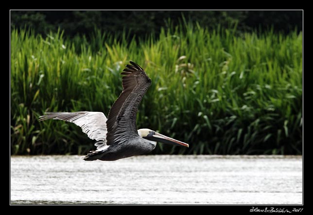 Costa Rica - Tortuguero canal - brown pelican