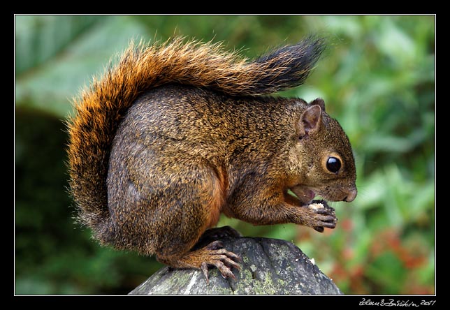 Costa Rica - Poas - variegated squirrel
