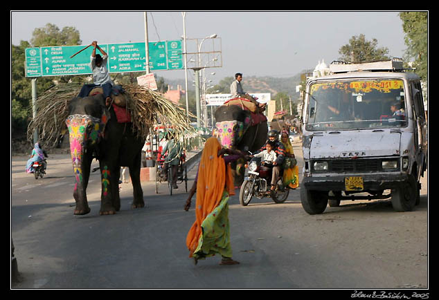 Jaipur - elephants on the road