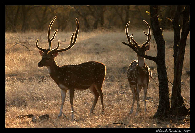 Ranthambore national park - Chital
