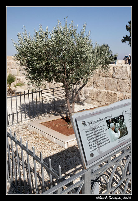 Mt. Nebo - Olive tree
