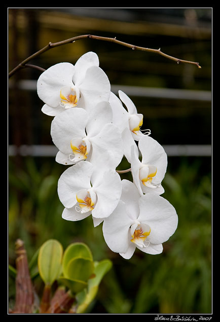 orchids in Quinta das Cruzes garden - Funchal