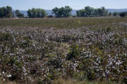 Miletus - cotton field