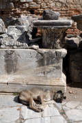 Ephesus - dog tired of ancient ruins