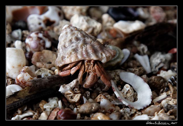 rak poustevnk - a hermit crab