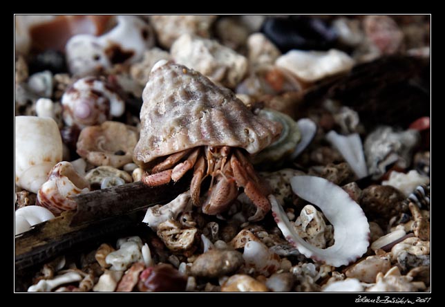 rak poustevn�k - a hermit crab