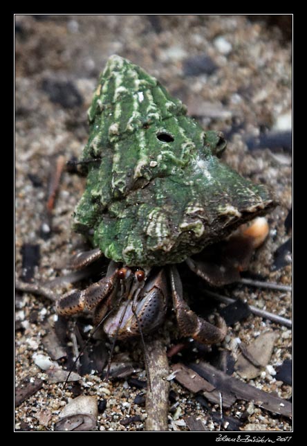 rak poustevn�k - a hermit crab