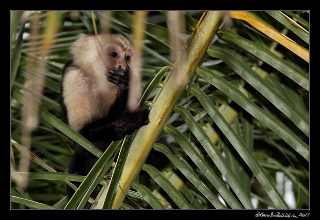malpa kapucnsk - white throated capuchin - cebus capucinus