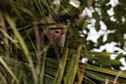 malpa kapucínská - white throated capuchin - cebus capucinus