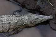 krokodýl - american crocodile - crocodylus acutus