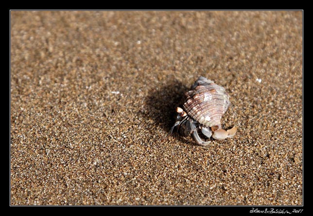 rak poustevn�k - a hermit crab