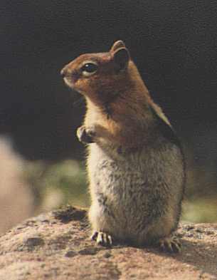 Lassen Volcanic N.P., CA X.1998. Praktica MTL3