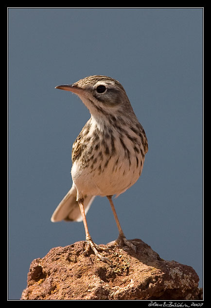 Berthelot�s Pipit
