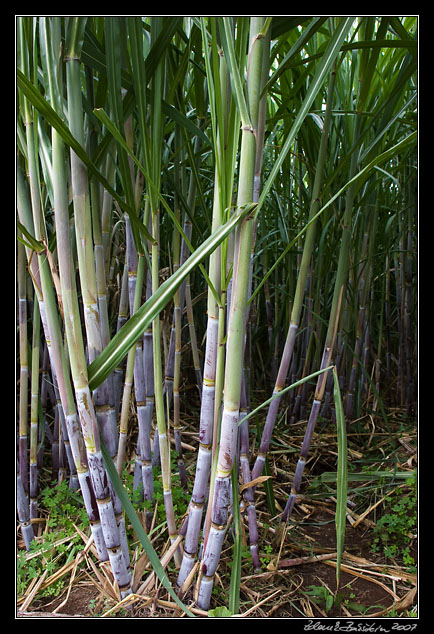 sugar cane