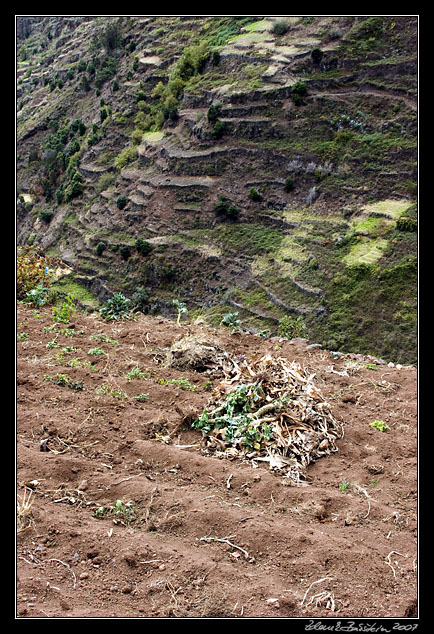 fields in Ribeira da Ponta do Sol valley