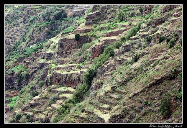 fields in Ribeira da Ponta do Sol valley