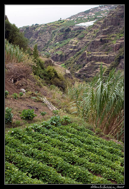 fields in Ribeira da Ponta do Sol valley