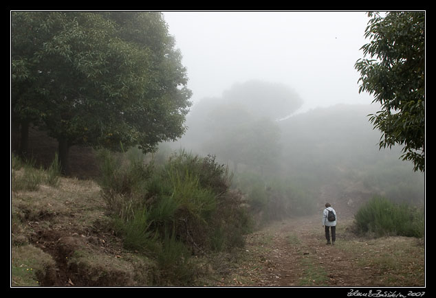 foggy road from Terreiros